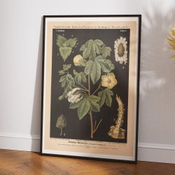 Bomuld 1880 - Botanisk anskuelsestavle