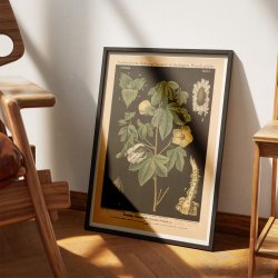 Bomuld 1880 - Botanisk anskuelsestavle
