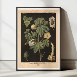 Bomuld 1880 - Botanisk anskuelsestavle