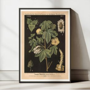 Bomuld 1880 - Botanisk anskuelsestavle
