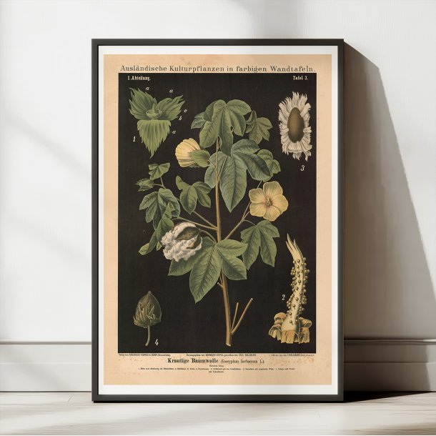 Bomuld 1880 - Botanisk anskuelsestavle