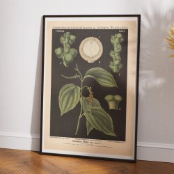 Sort peber 1880 - Anskuelsestavle