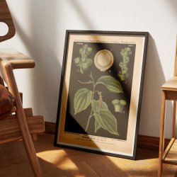 Sort peber 1880 - Anskuelsestavle