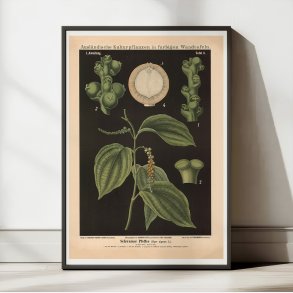 Sort peber 1880 - Anskuelsestavle