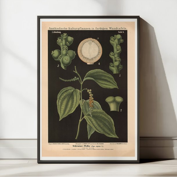 Sort peber 1880 - Anskuelsestavle