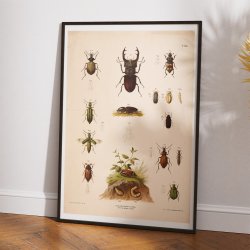 Biller III 1889 - Anskuelsestavle