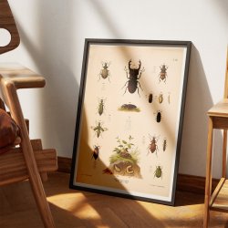 Biller III 1889 - Anskuelsestavle