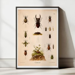 Biller III 1889 - Anskuelsestavle