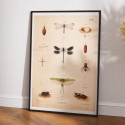 Bevingede insekter 1889 - Anskuelsestavle