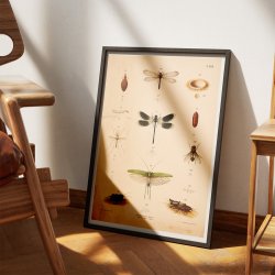 Bevingede insekter 1889 - Anskuelsestavle