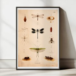 Bevingede insekter 1889 - Anskuelsestavle