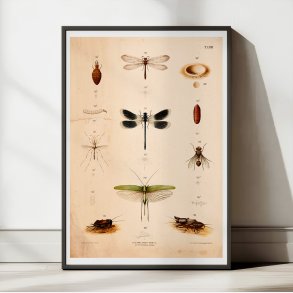 Bevingede insekter 1889 - Anskuelsestavle