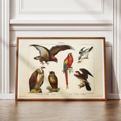 Fugle 1891 - Biologisk anskuelsestavle