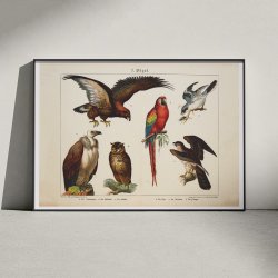 Fugle 1891 - Biologisk anskuelsestavle