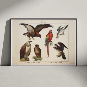 Fugle 1891 - Biologisk anskuelsestavle