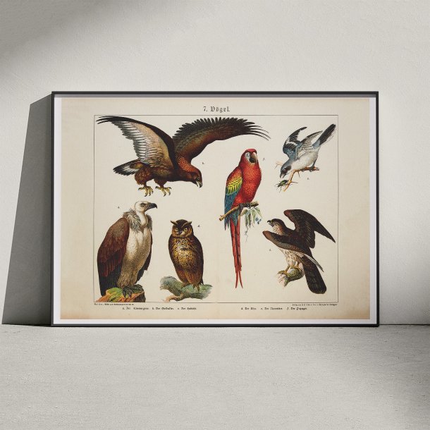 Fugle 1891 - Biologisk anskuelsestavle