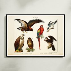 Fugle 1891 - Biologisk anskuelsestavle