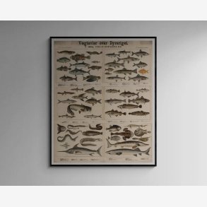 Fisk og hvirvellse dyr I 1879 - Anskuelsestavle - 57x70 cm