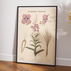 Dueurt 1936 - Botanisk Anskuelsestavle