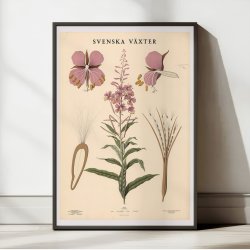 Dueurt 1936 - Botanisk Anskuelsestavle