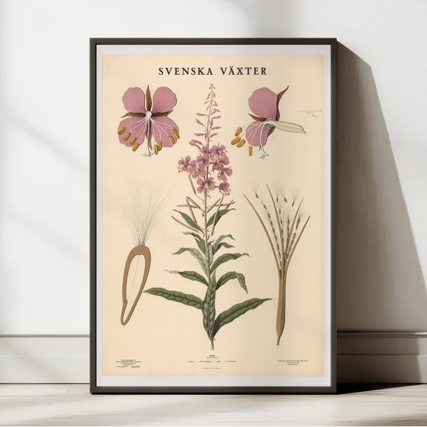 Dueurt 1936 - Botanisk Anskuelsestavle