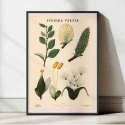 Pil 1936 - Botanisk Anskuelsestavle