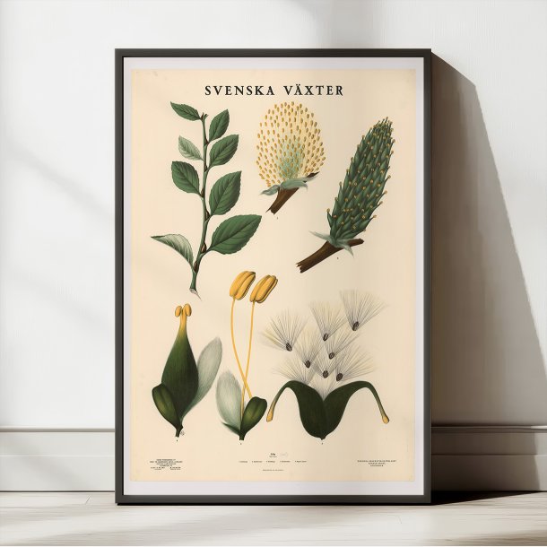 Pil 1936 - Botanisk Anskuelsestavle