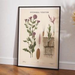 Agertidsel 1939 - Botanisk Anskuelsestavle