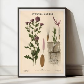 Agertidsel 1939 - Botanisk Anskuelsestavle