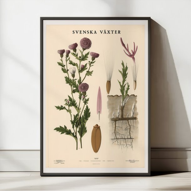 Agertidsel 1939 - Botanisk Anskuelsestavle