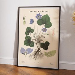 Anemone 1939 - Botanisk Anskuelsestavle