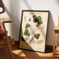 Anemone 1939 - Botanisk Anskuelsestavle