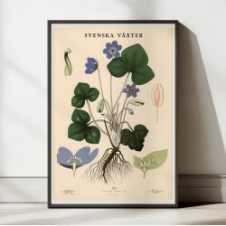 Anemone 1939 - Botanisk Anskuelsestavle