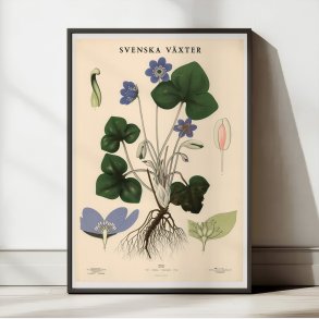 Anemone 1939 - Botanisk Anskuelsestavle