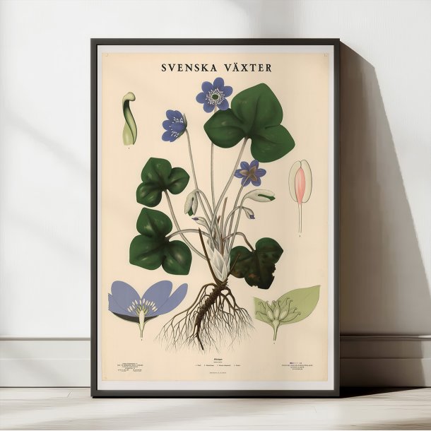 Anemone 1939 - Botanisk Anskuelsestavle