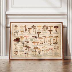Spiselige svampe 1946 - Anskuelsestavle