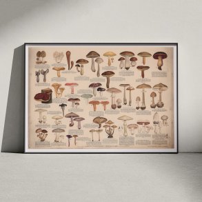 Spiselige svampe 1946 - Anskuelsestavle