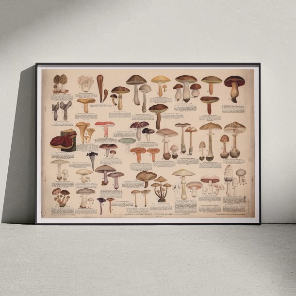 Spiselige svampe 1946 - Anskuelsestavle