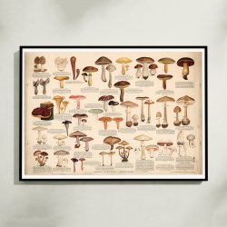 Spiselige svampe 1946 - Anskuelsestavle