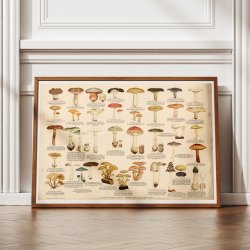 Giftige eller uspiselige svampe 1946 - Anskuelsestavle