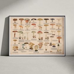Giftige eller uspiselige svampe 1946 - Anskuelsestavle