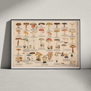 Giftige eller uspiselige svampe 1946 - Anskuelsestavle