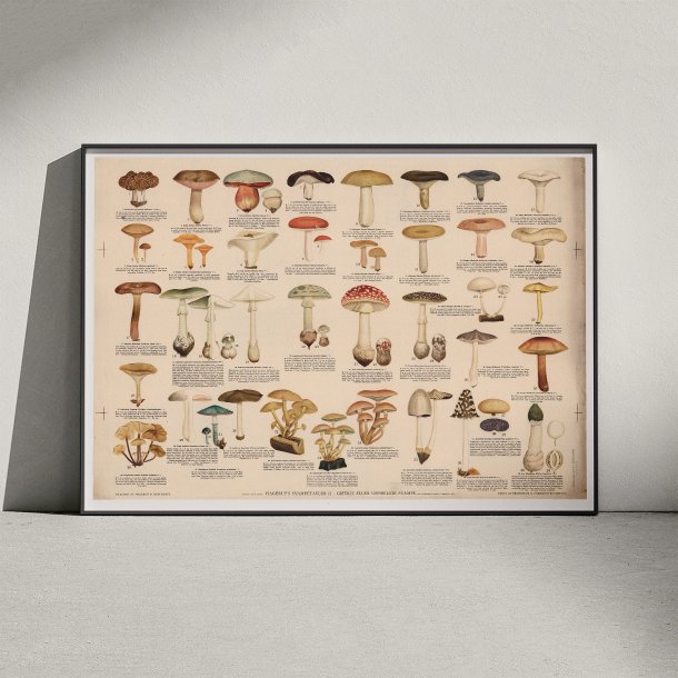Giftige eller uspiselige svampe 1946 - Anskuelsestavle