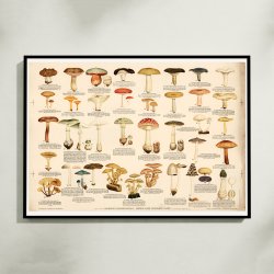 Giftige eller uspiselige svampe 1946 - Anskuelsestavle
