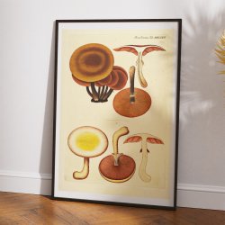 Agaricus mutabilis 1832 - Flora Danica