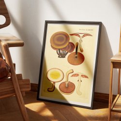 Agaricus mutabilis 1832 - Flora Danica