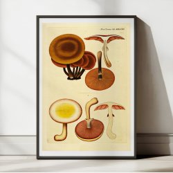 Agaricus mutabilis 1832 - Flora Danica