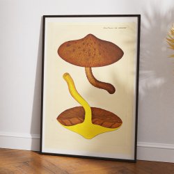 Agaricus aurivellus 1832 - Flora Danica