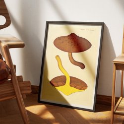 Agaricus aurivellus 1832 - Flora Danica