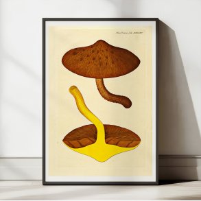 Agaricus aurivellus 1832 - Flora Danica